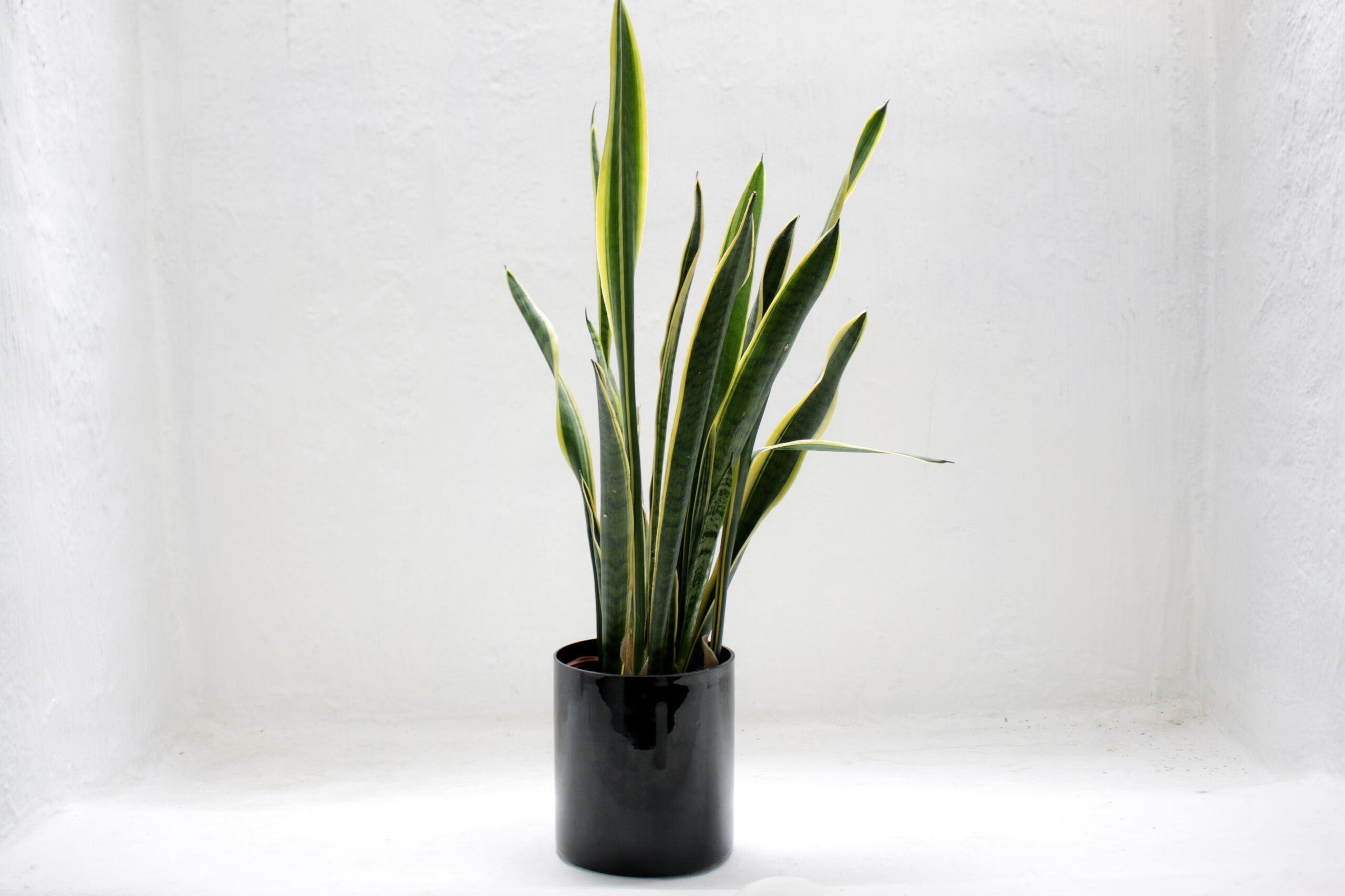 Strelitzia nicolai: Alles Wissenswerte über die robuste Zimmerpflanze