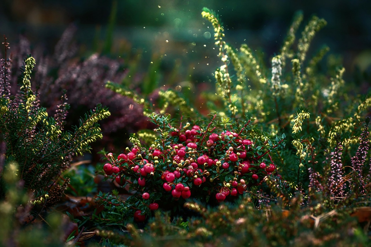 Wie Sie die perfekten Pflanzen für Ihren Garten auswählen